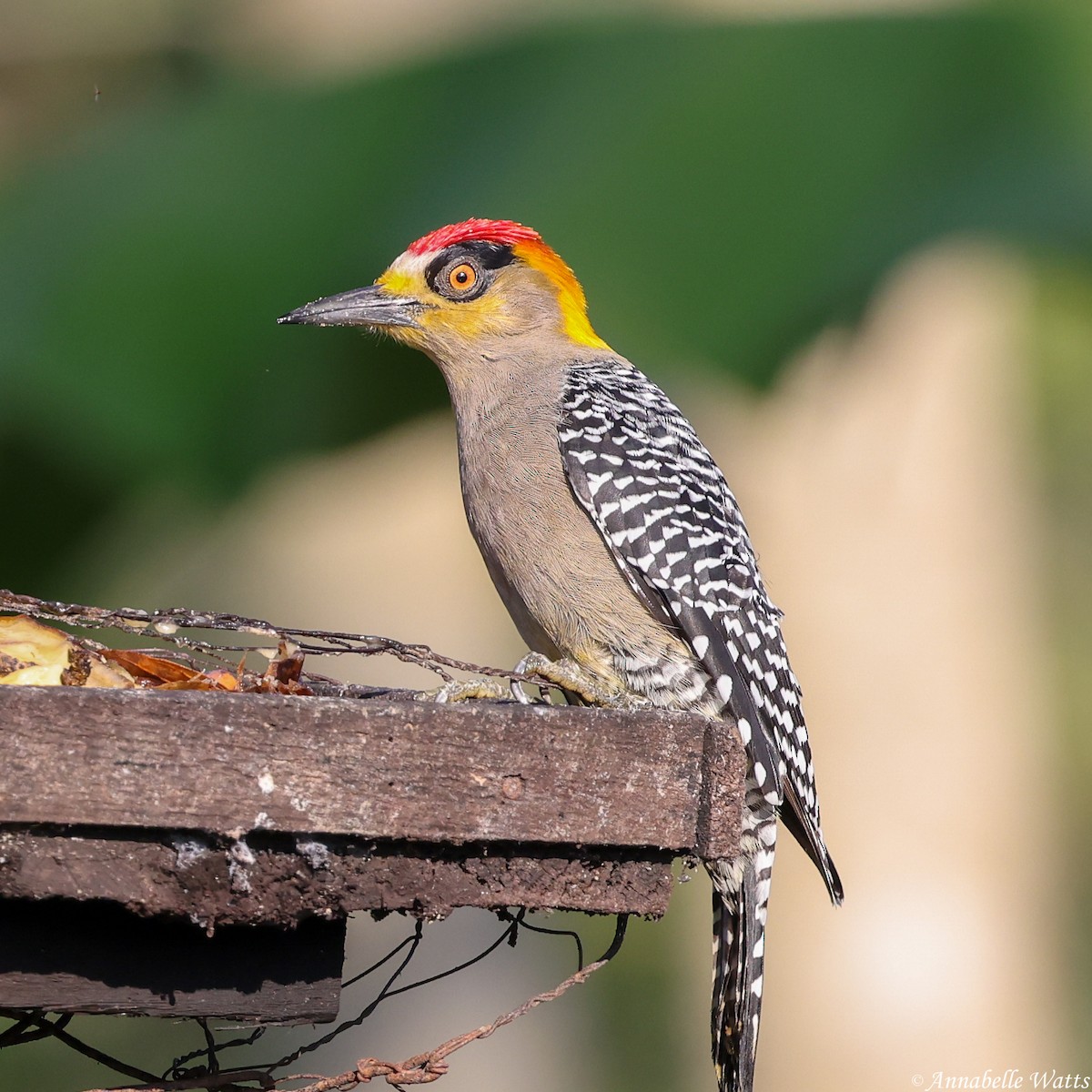 Golden-cheeked Woodpecker - ML621088001
