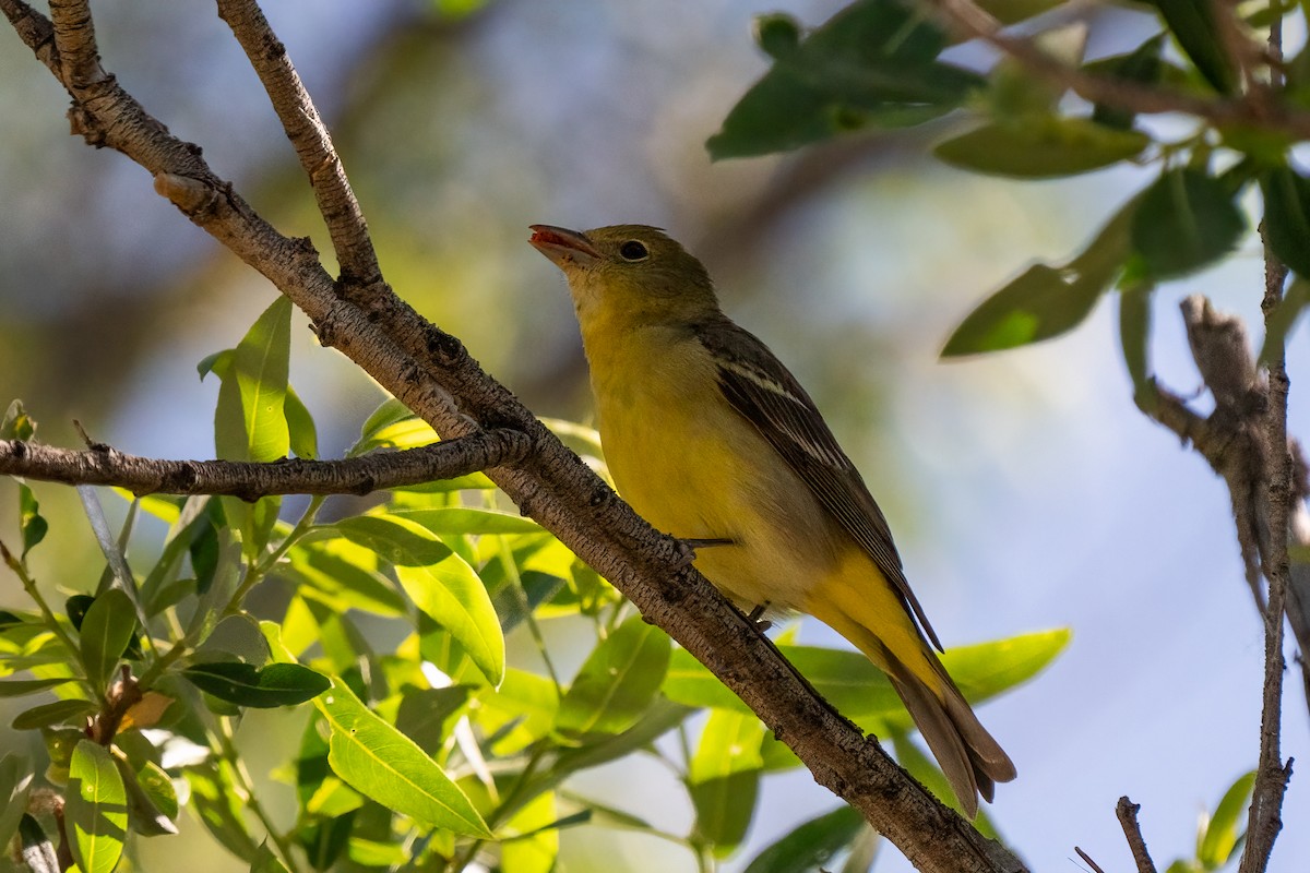 Western Tanager - ML621088009