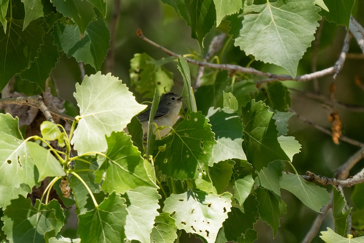 Lucy's Warbler - ML621088015