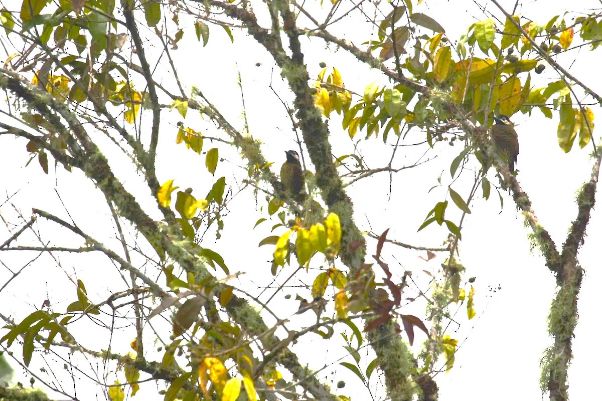 Spot-breasted Woodpecker - ML621088020