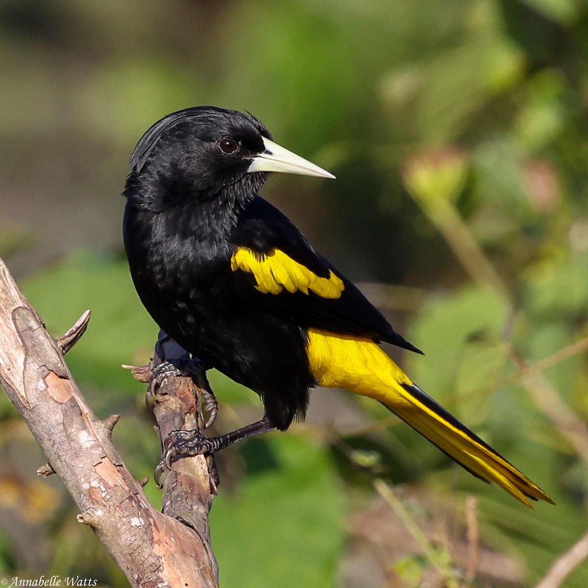 Yellow-winged Cacique - ML621088022