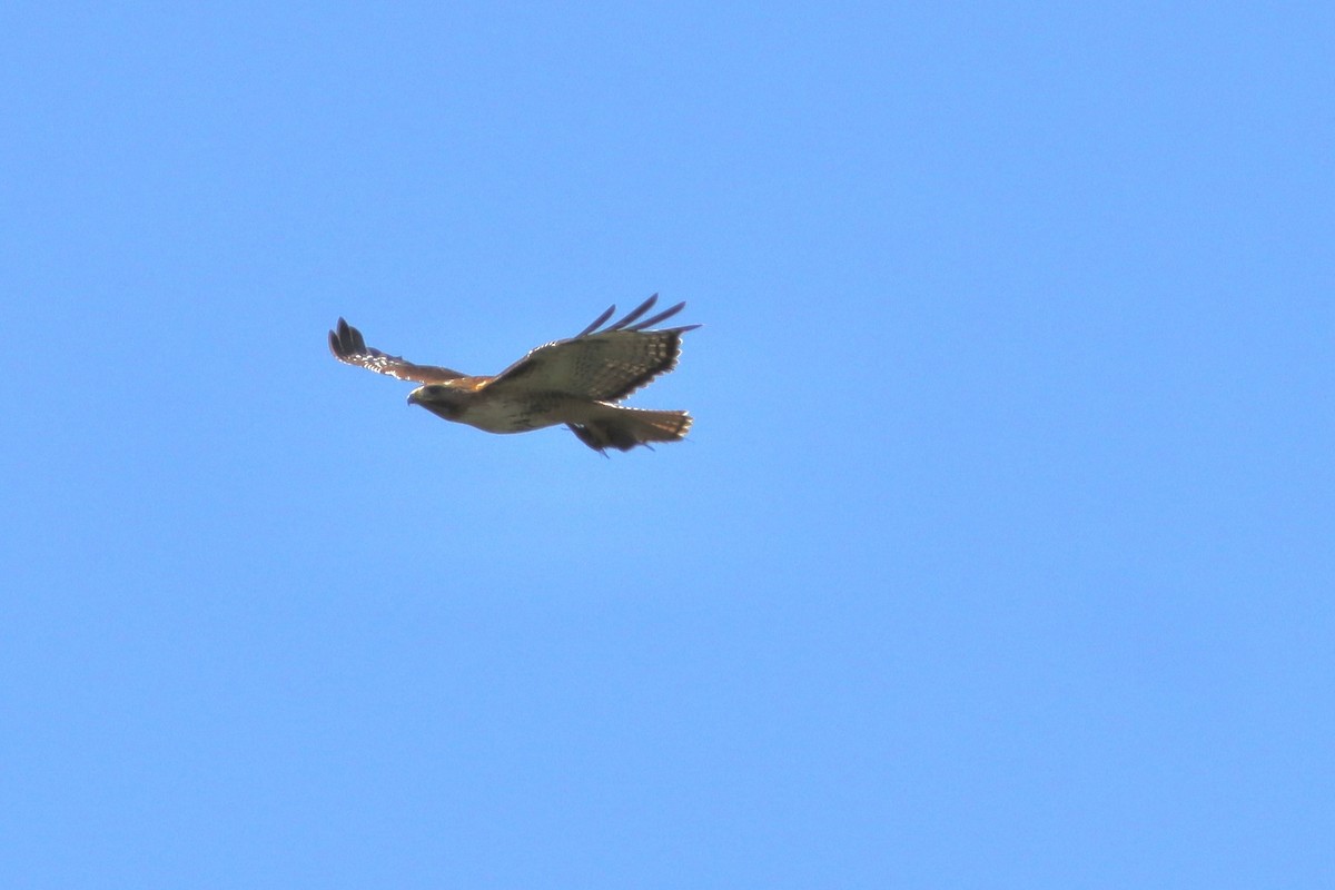 Red-tailed Hawk - ML621088062