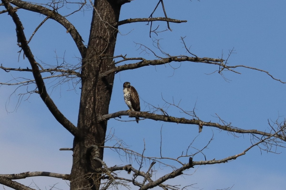 Red-tailed Hawk - ML621088082