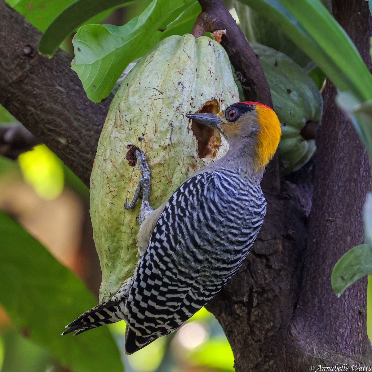 Golden-cheeked Woodpecker - ML621088100