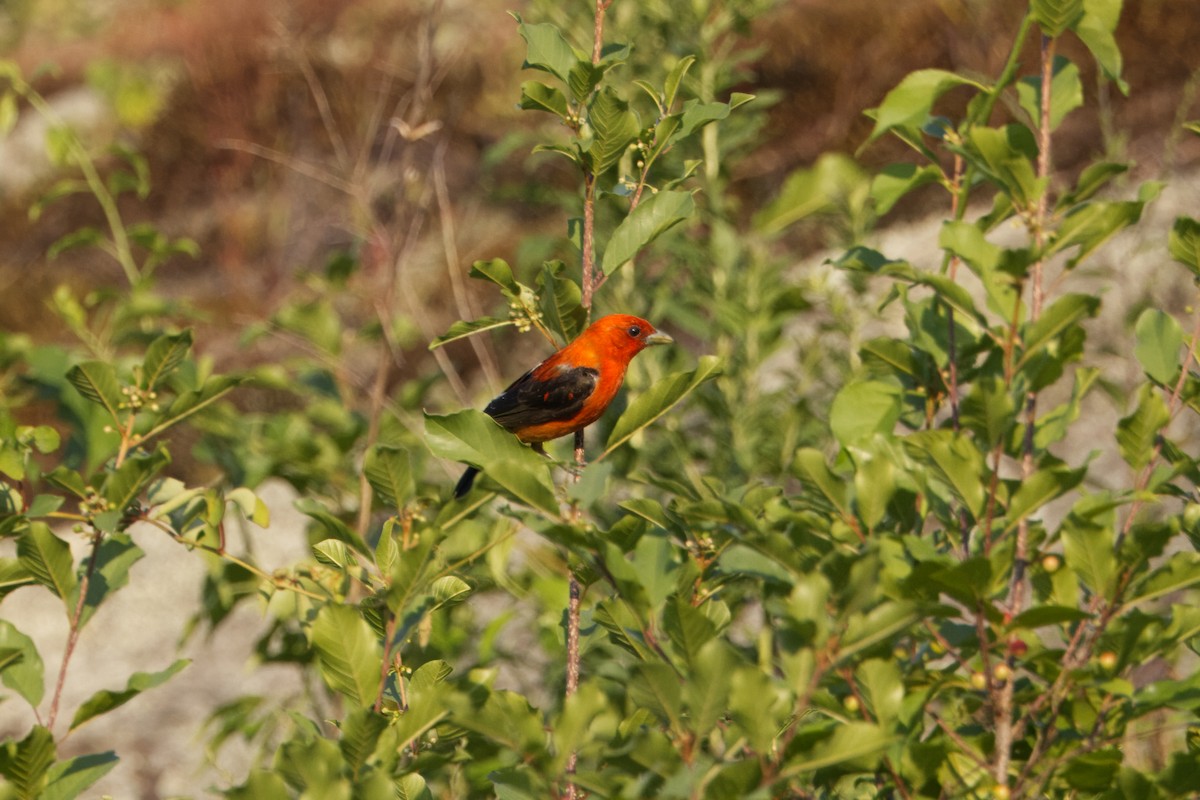 Scarlet Tanager - ML621088102