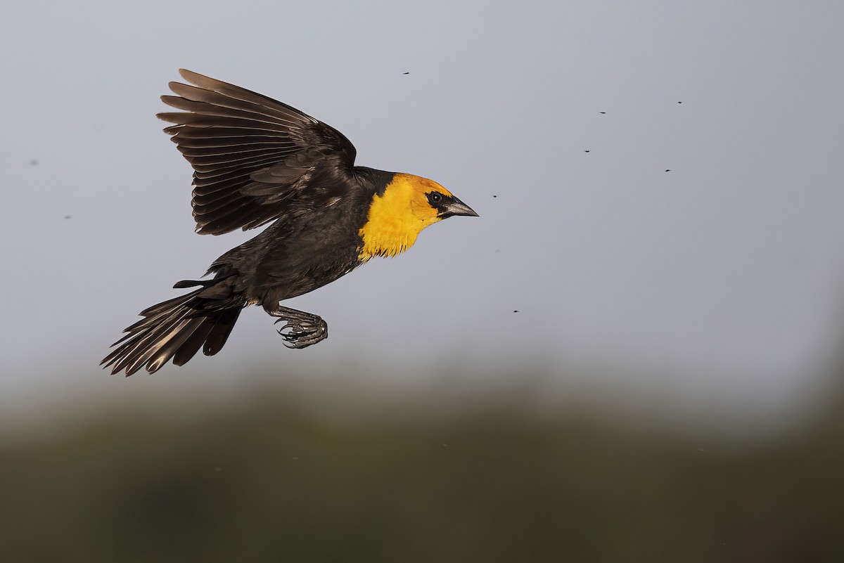 Yellow-headed Blackbird - ML621088114