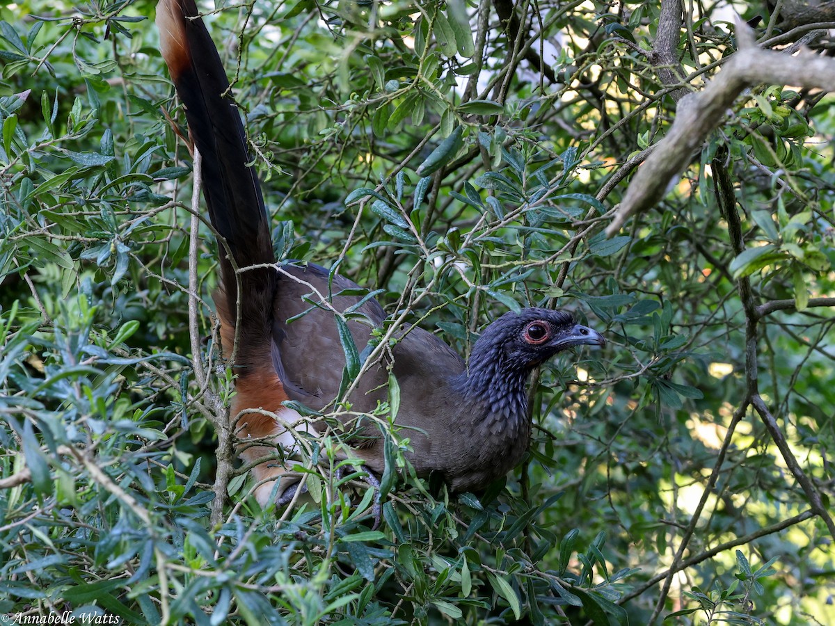 West Mexican Chachalaca - ML621088120