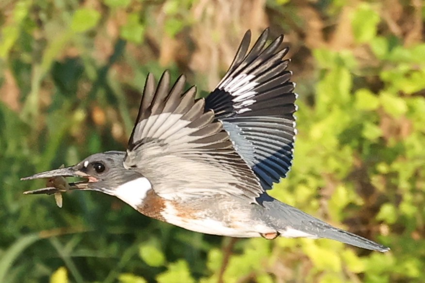 Belted Kingfisher - ML621088202