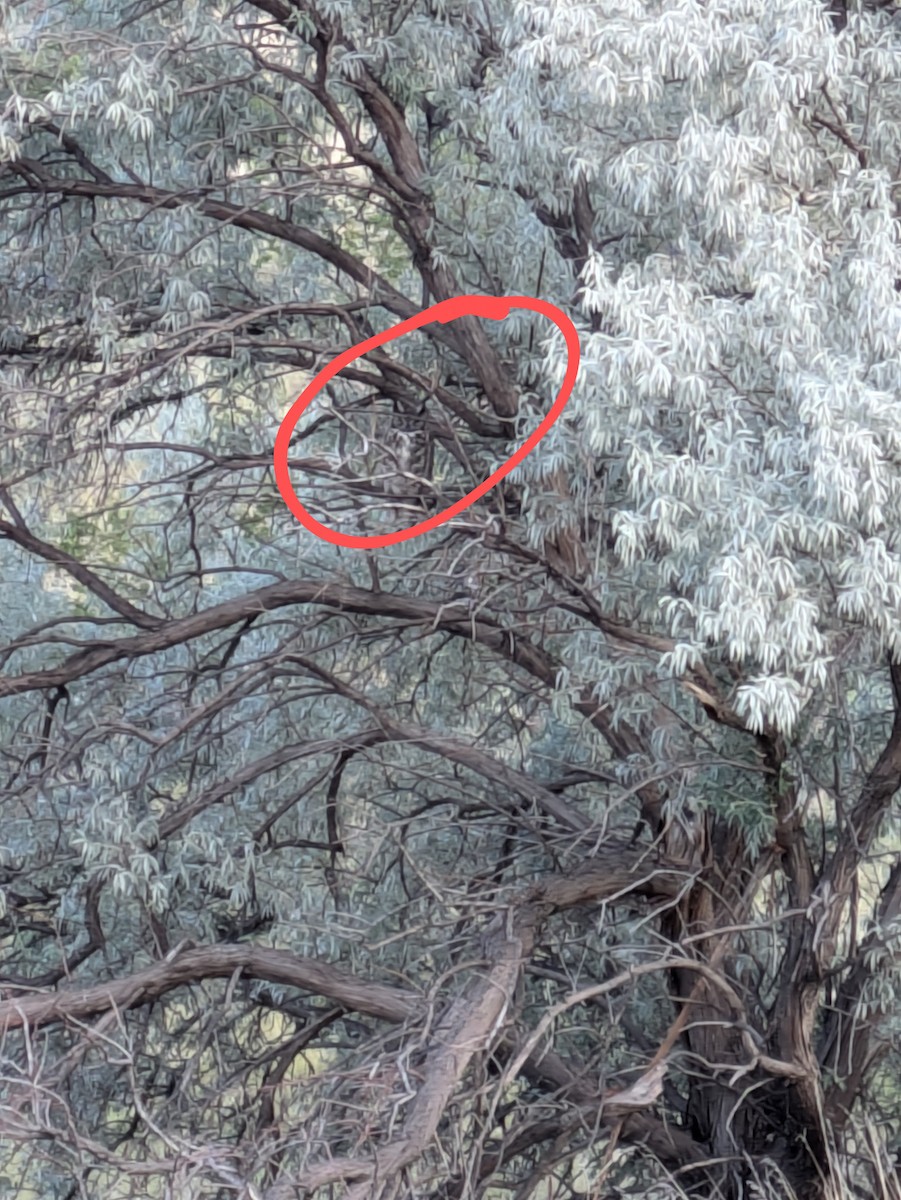 Ebird checklist 2 jul 2024 el paso county dmv colorado springs