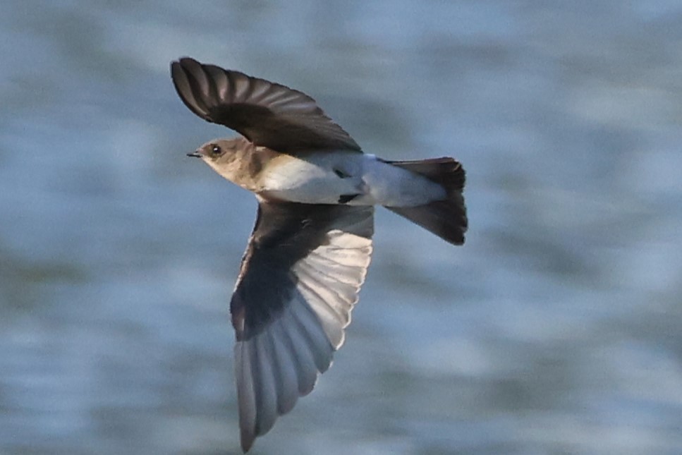 Northern Rough-winged Swallow - ML621088213