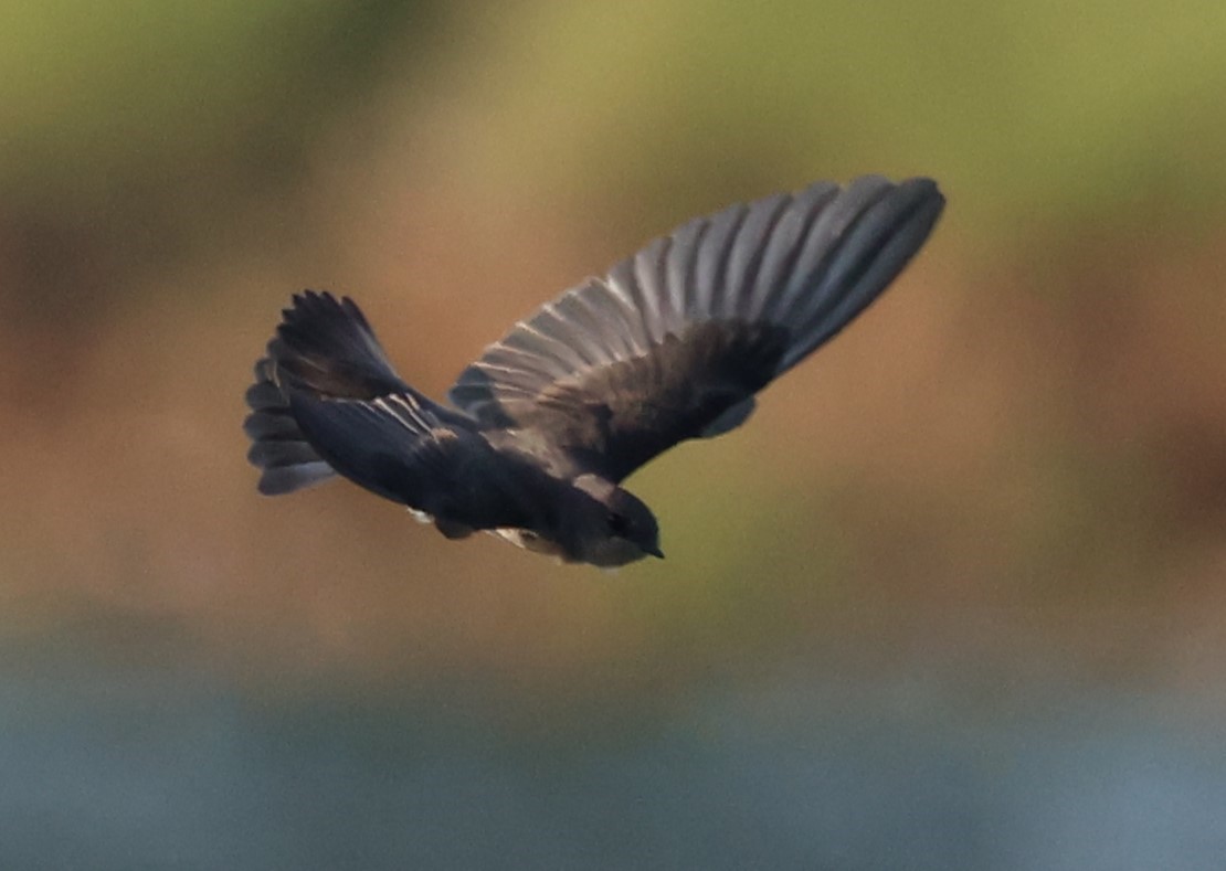 Northern Rough-winged Swallow - ML621088214