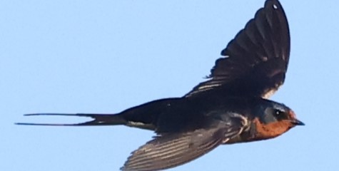 Barn Swallow - ML621088220