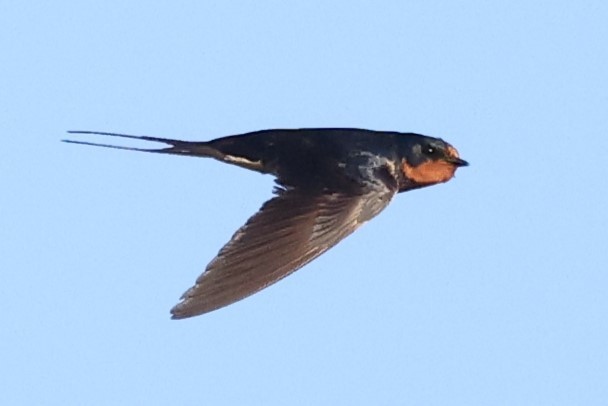 Barn Swallow - ML621088221