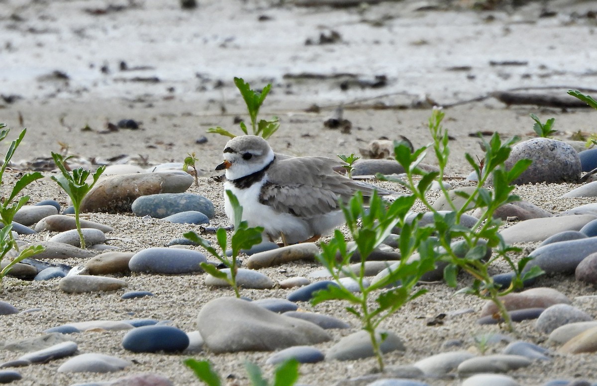 Piping Plover - ML621088224