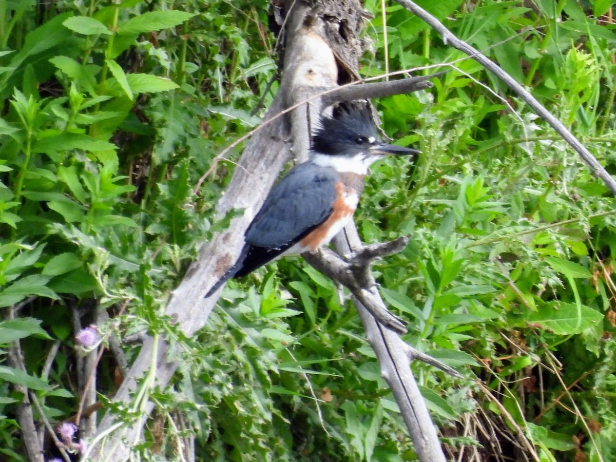 Belted Kingfisher - ML621088234