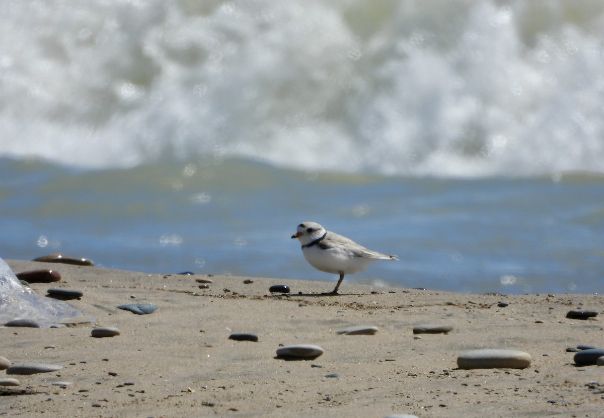 Piping Plover - ML621088246