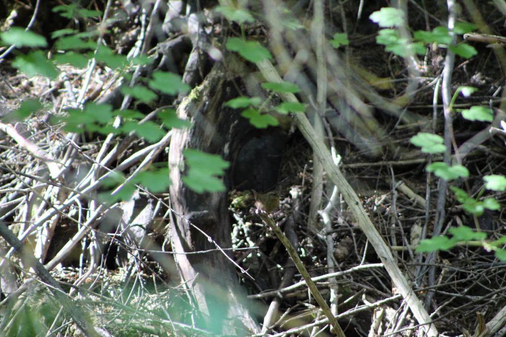 Pacific Wren - ML621088249