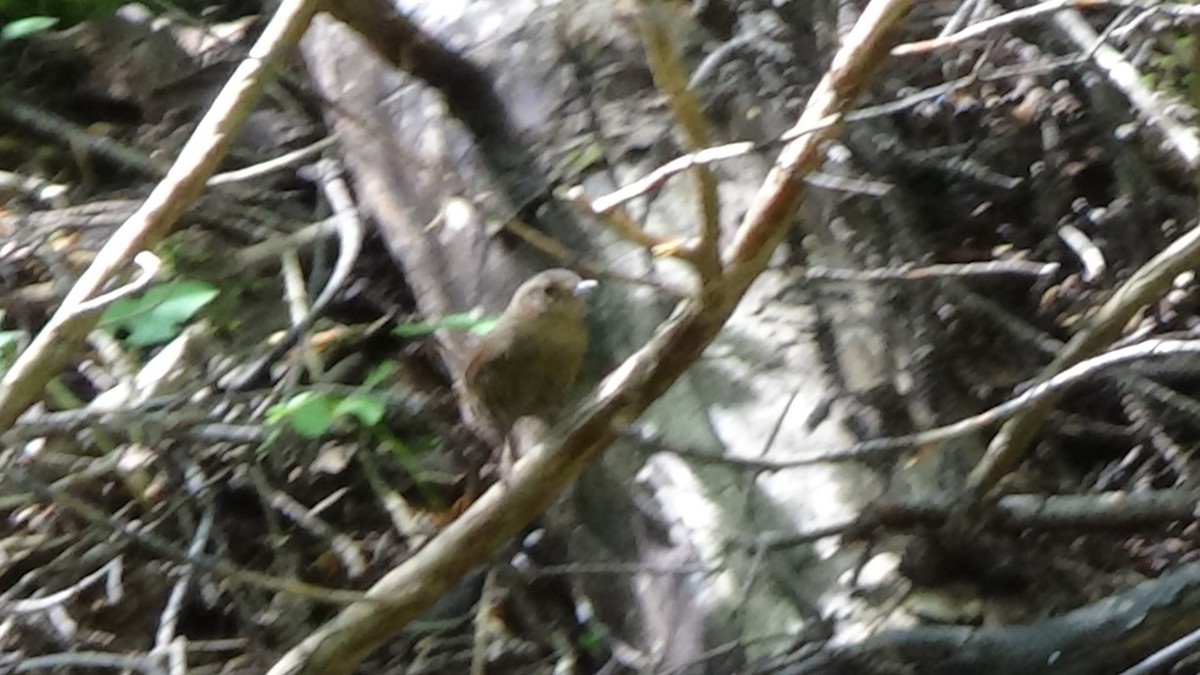 Pacific Wren - ML621088257