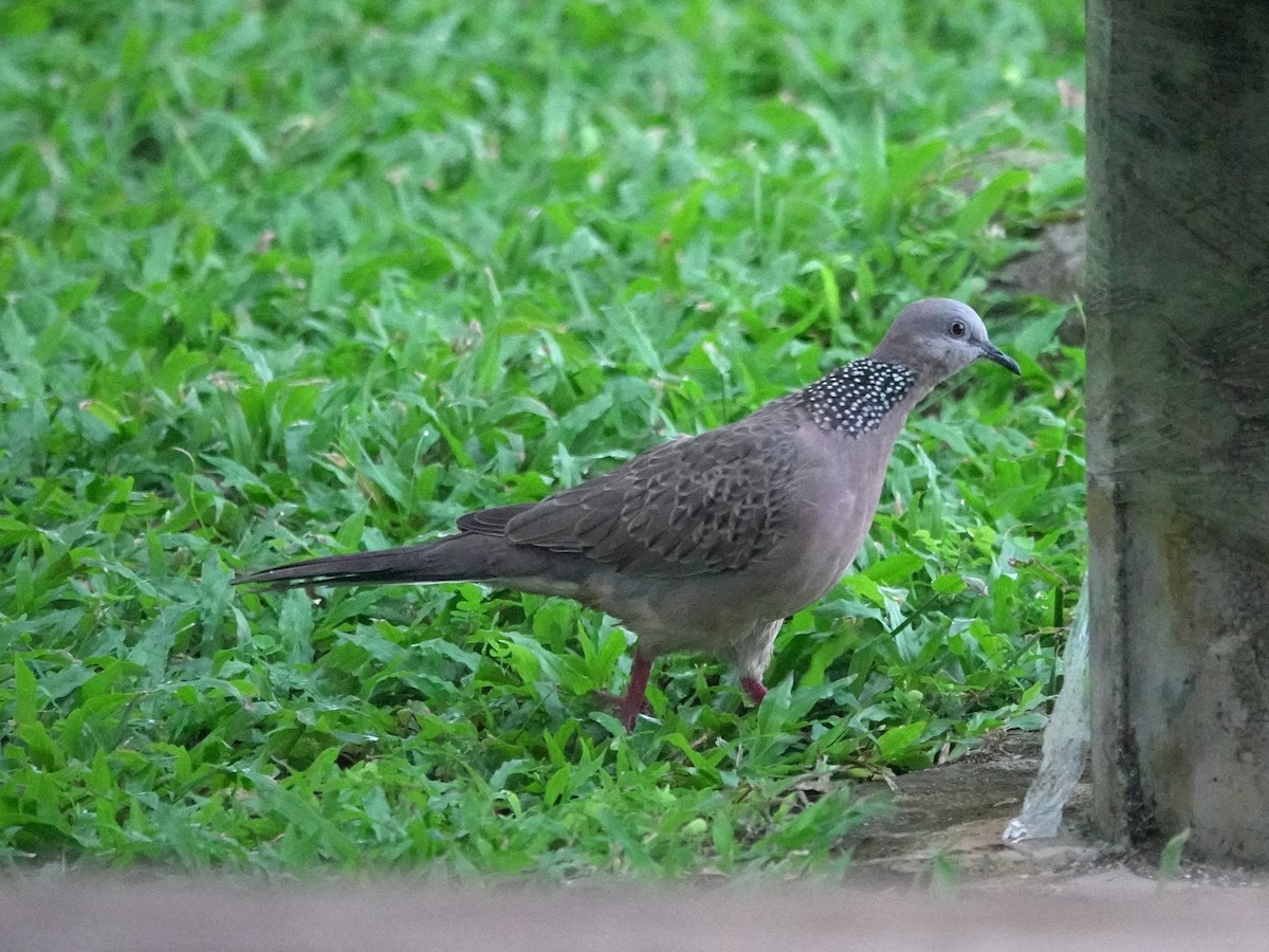 Spotted Dove - ML621088276
