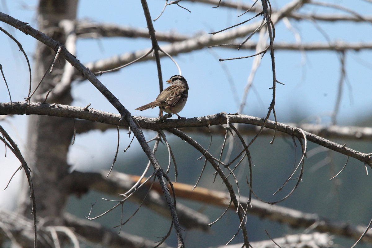 White-crowned Sparrow - ML621088288