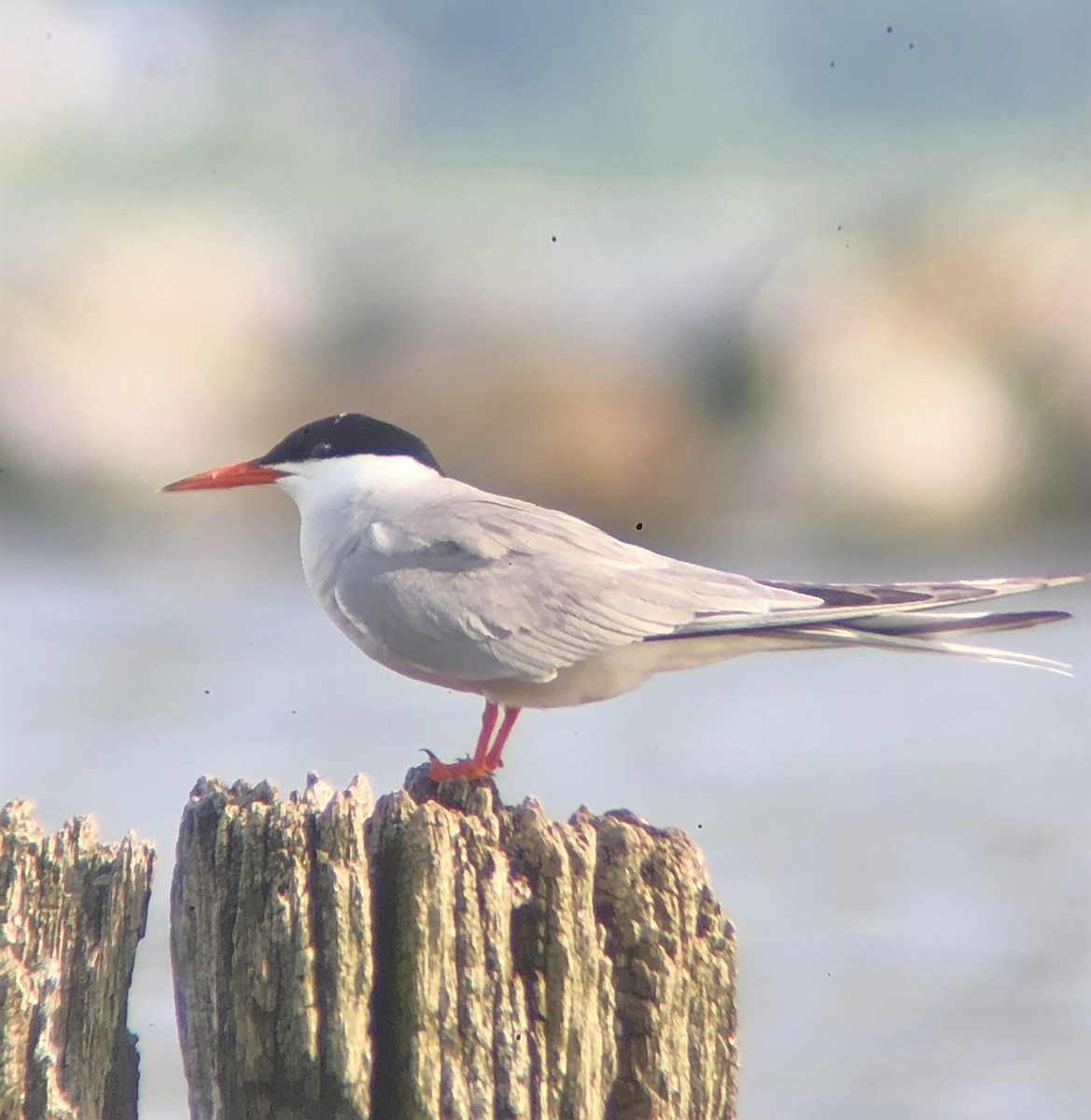 Common Tern - ML621088295