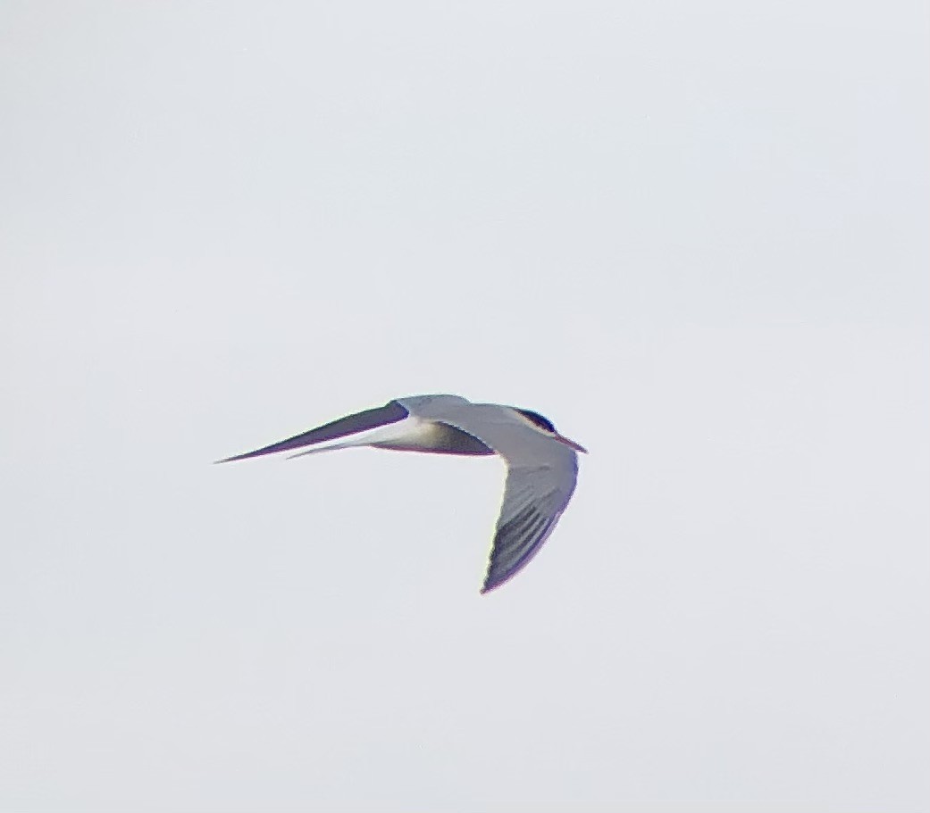 Common Tern - ML621088300