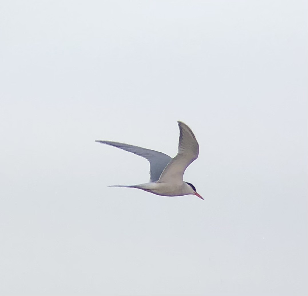 Common Tern - ML621088301