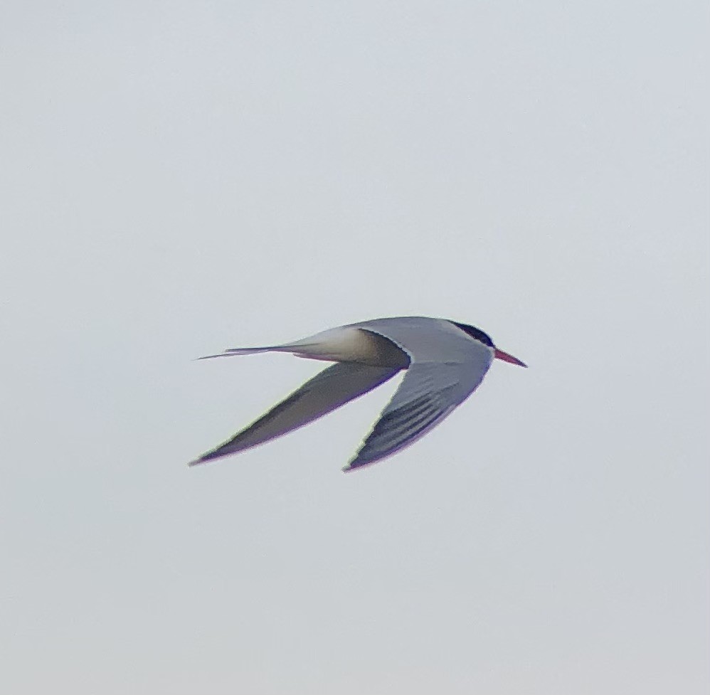 Common Tern - ML621088302
