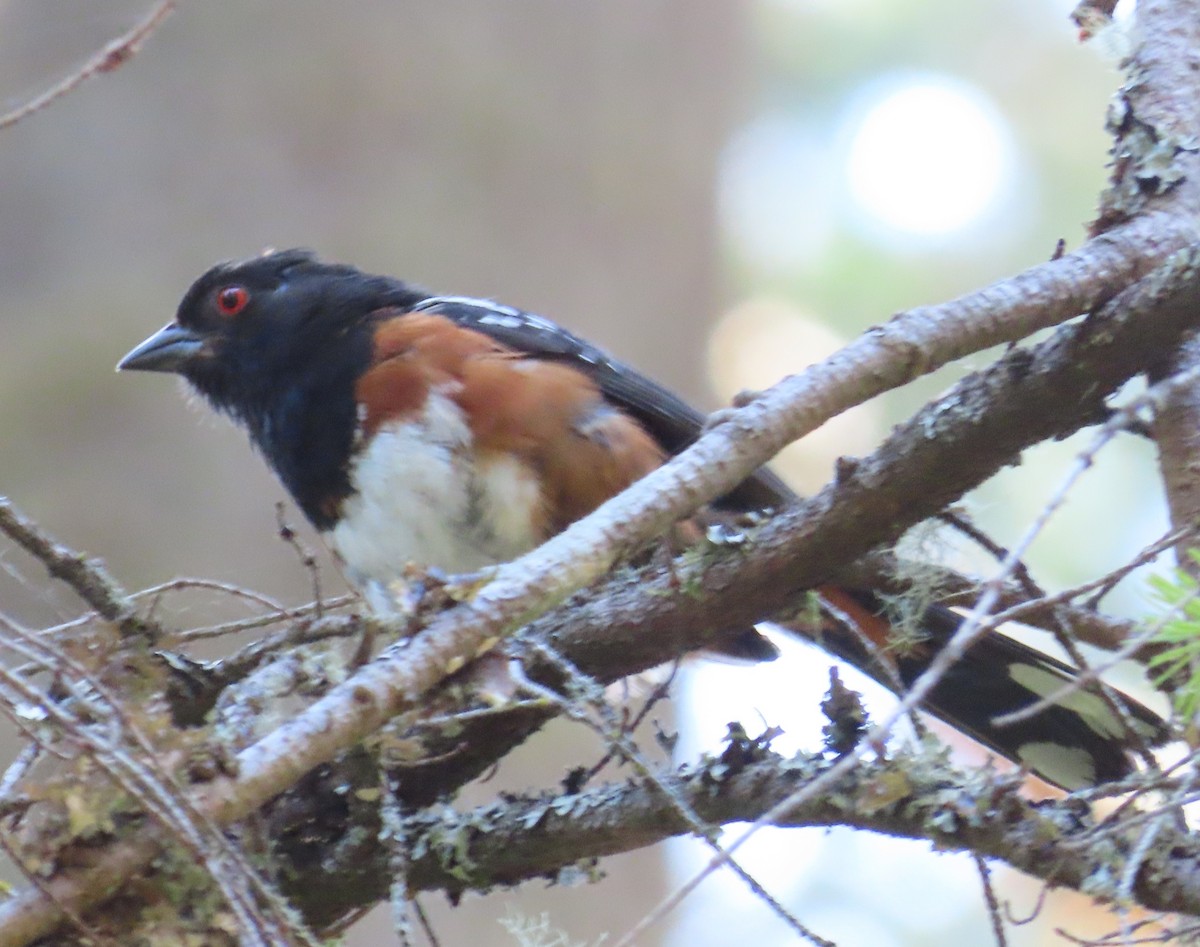 Spotted Towhee - ML621088309
