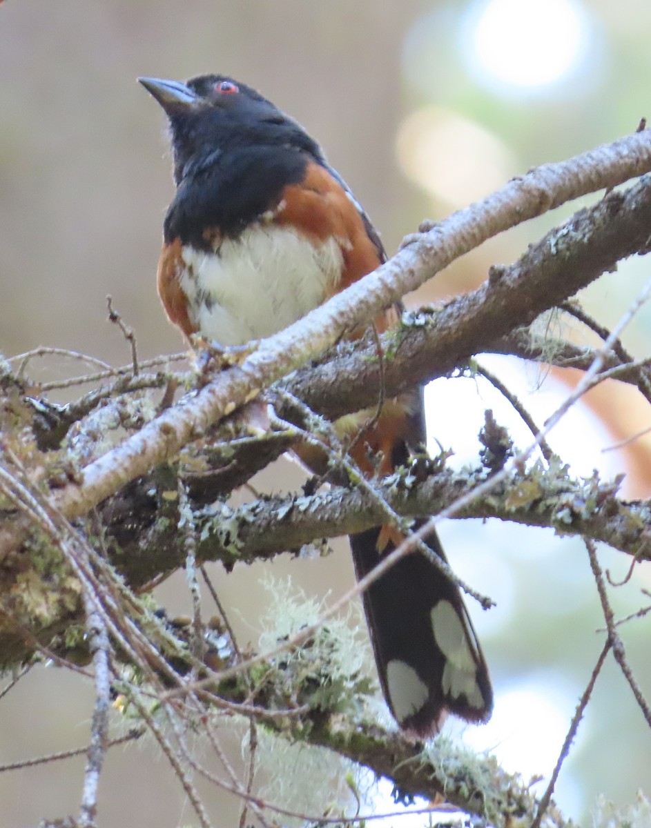 Spotted Towhee - ML621088310
