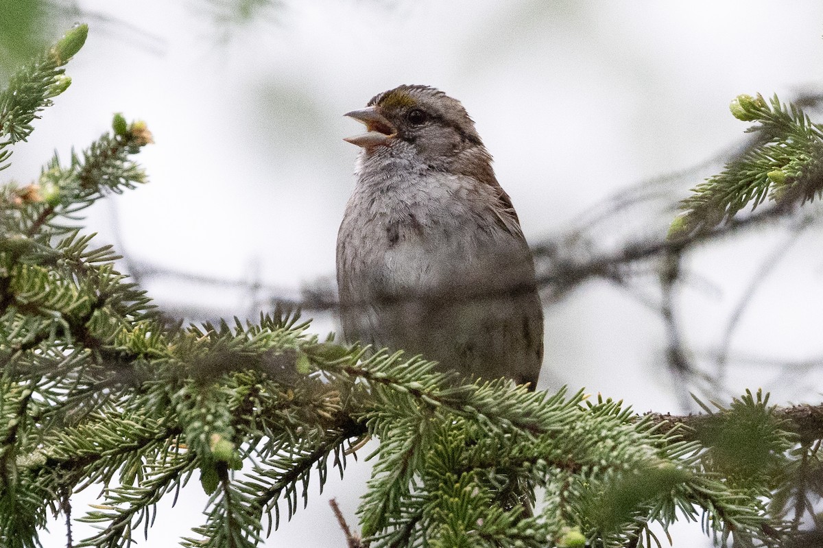 White-throated Sparrow - ML621088311