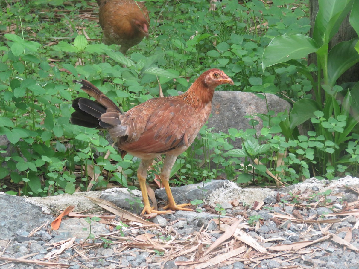 Red Junglefowl (Domestic type) - ML621088318