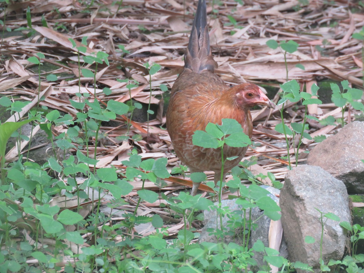 Red Junglefowl (Domestic type) - ML621088319