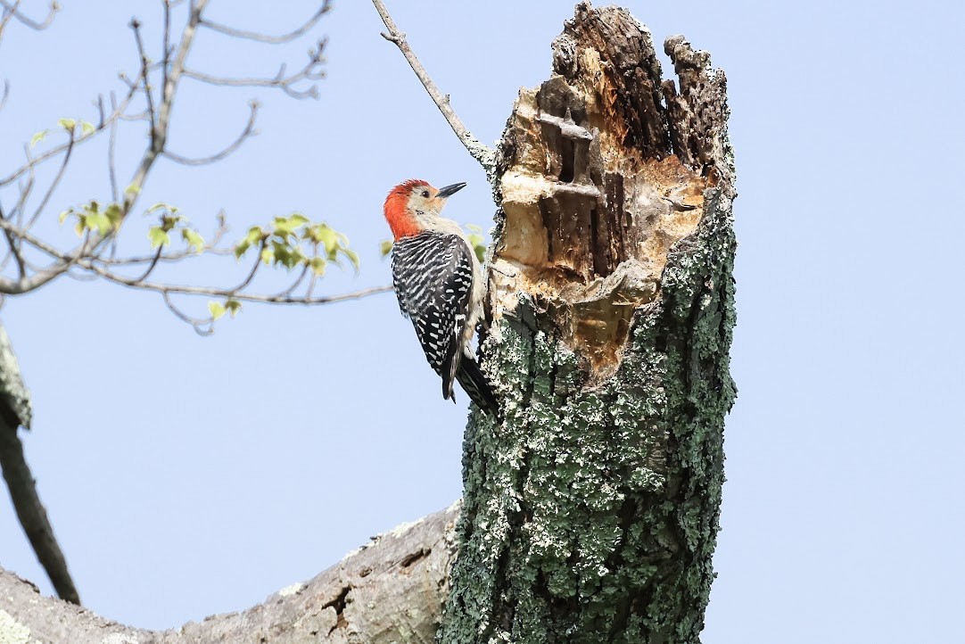 Red-bellied Woodpecker - Mary Thurmond
