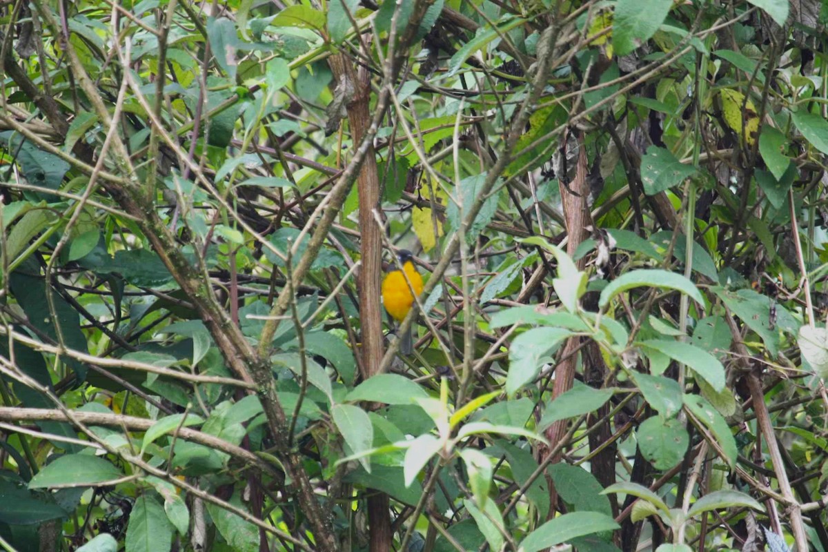 Blue-winged Mountain Tanager - ML621088334