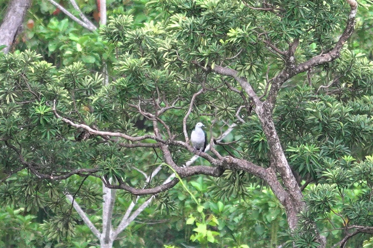 Seram Imperial-Pigeon - ML621088337