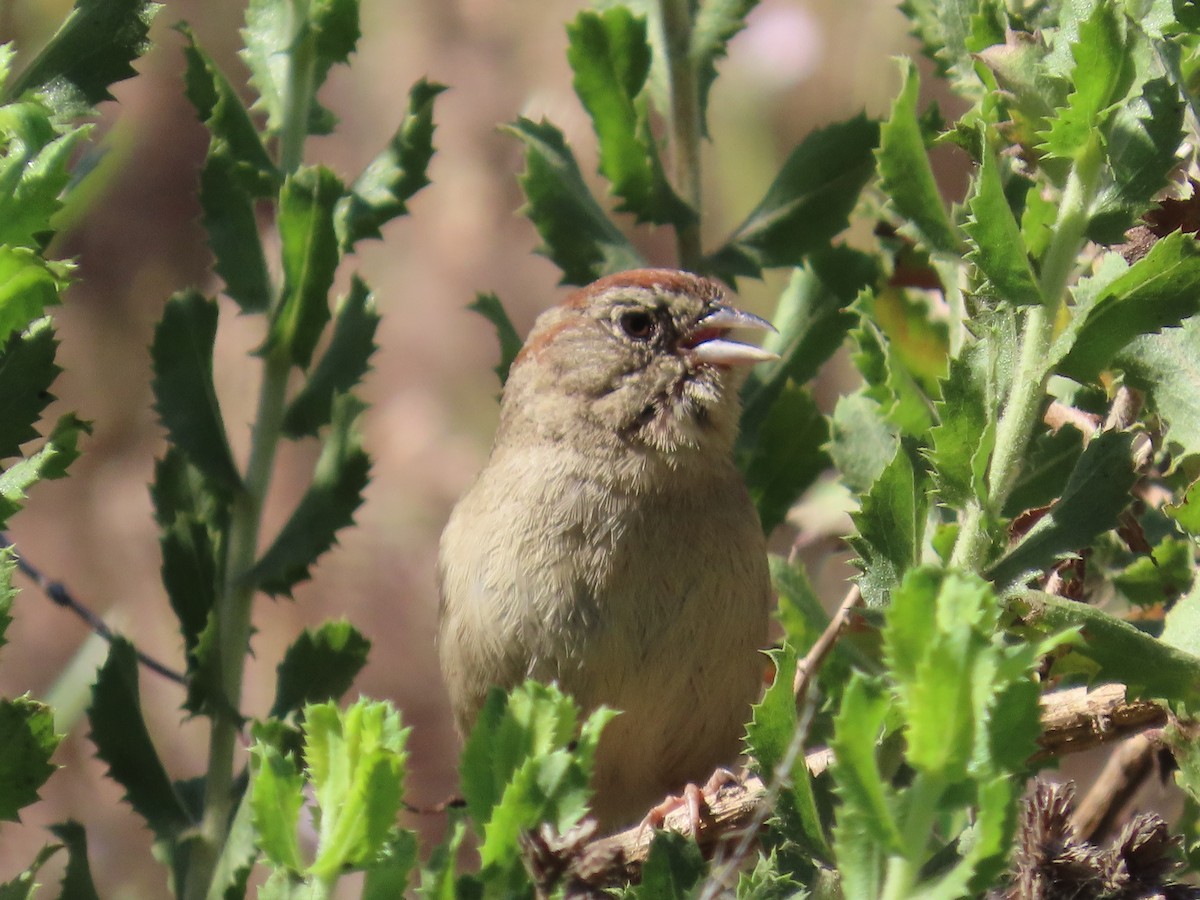 Rufous-crowned Sparrow - ML621088340