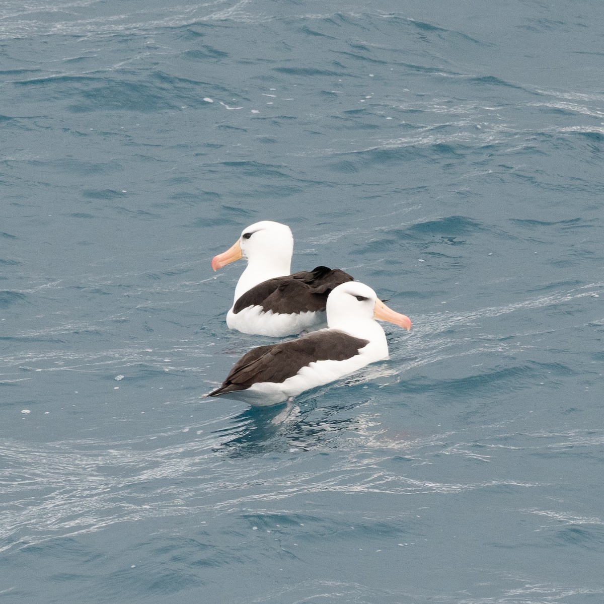 Albatros à sourcils noirs - ML621088357