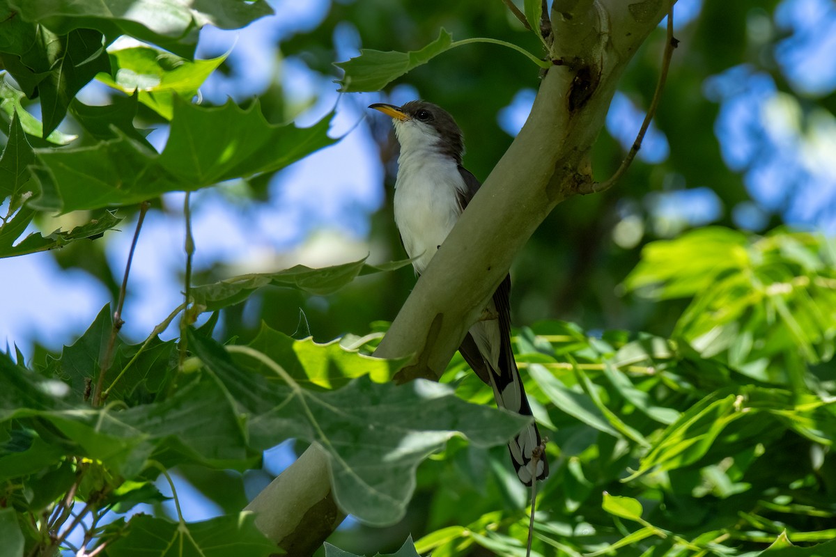 Yellow-billed Cuckoo - ML621088360