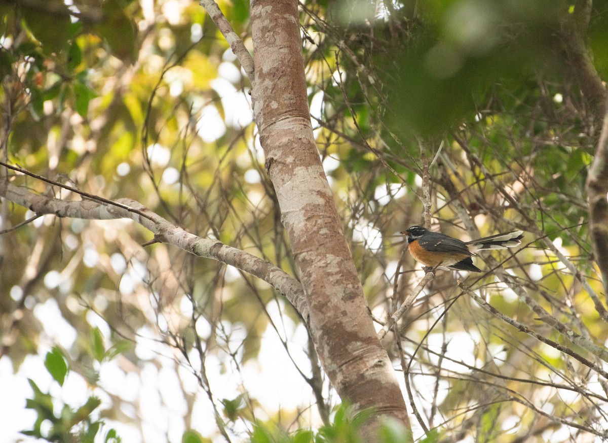 Chestnut-bellied Fantail - ML621088367