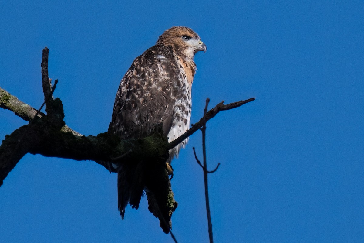 Red-tailed Hawk - ML621088368