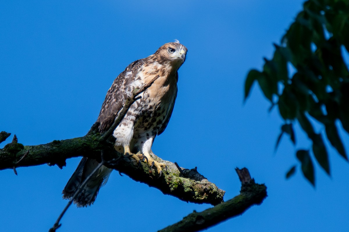 Red-tailed Hawk - ML621088369