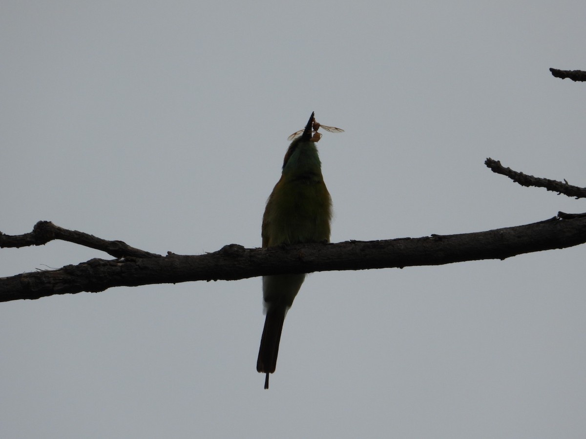 Asian Green Bee-eater - ML621088370