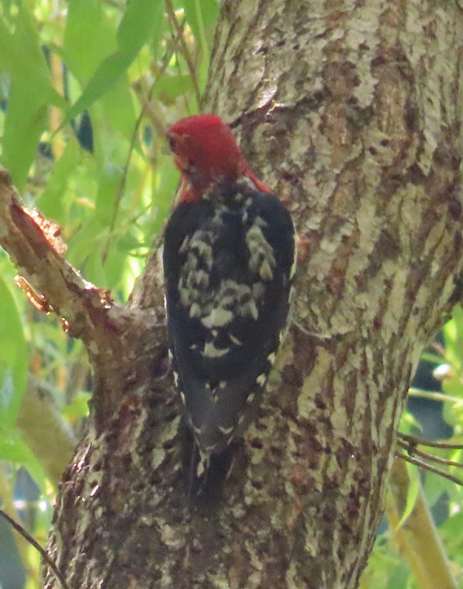 Red-breasted Sapsucker - ML621088372