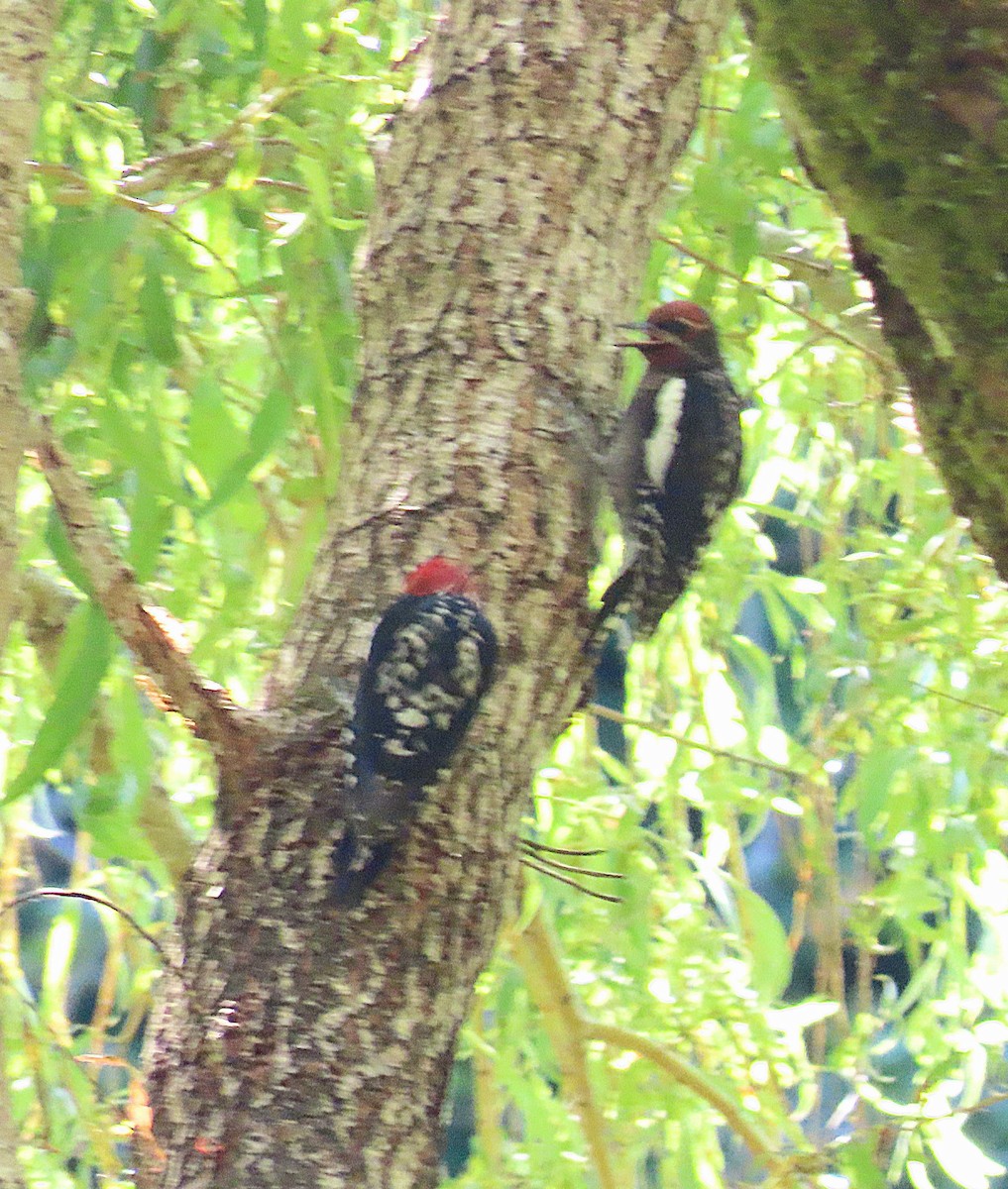 Red-breasted Sapsucker - ML621088373
