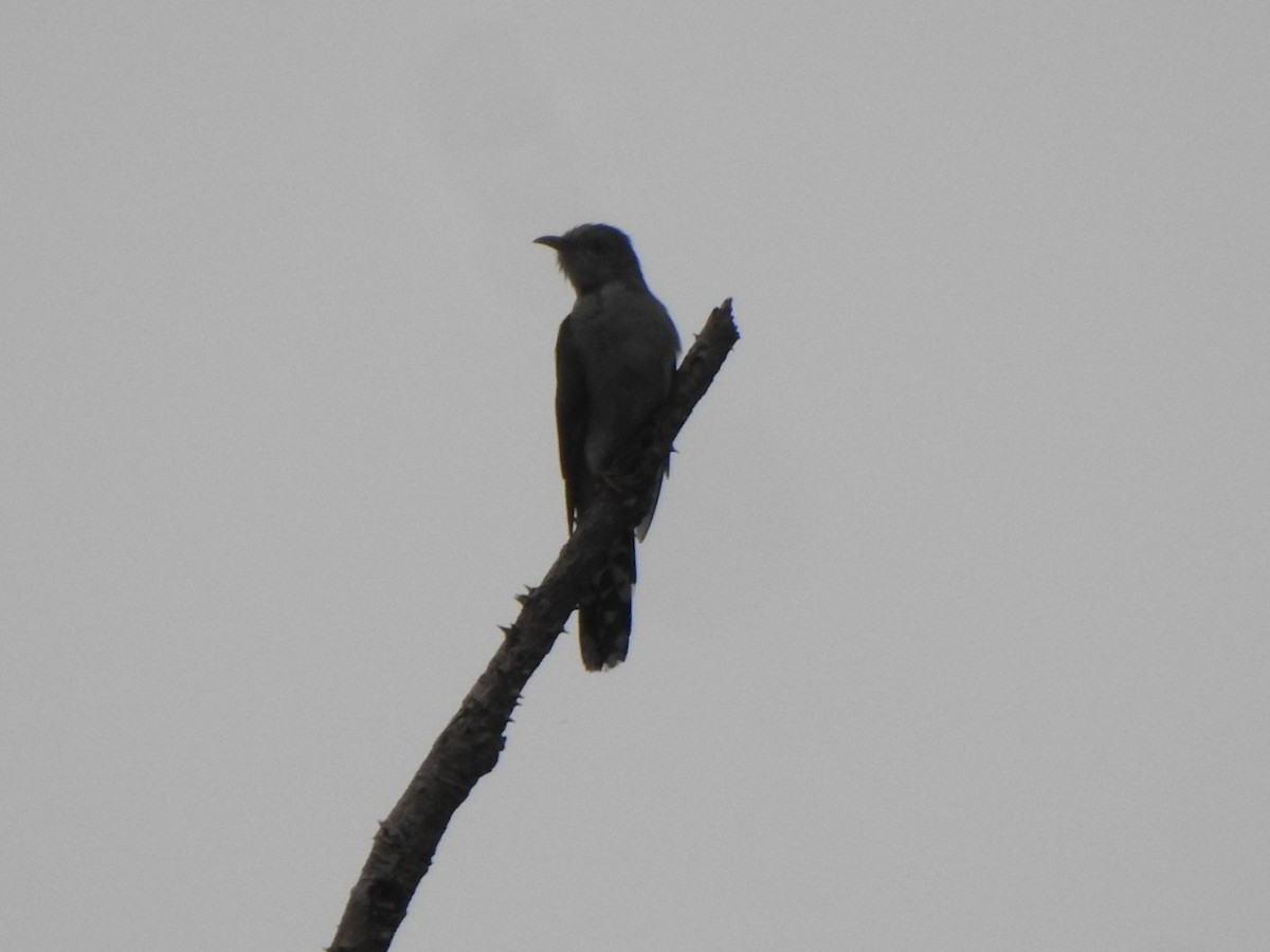 Gray-bellied Cuckoo - ML621088376