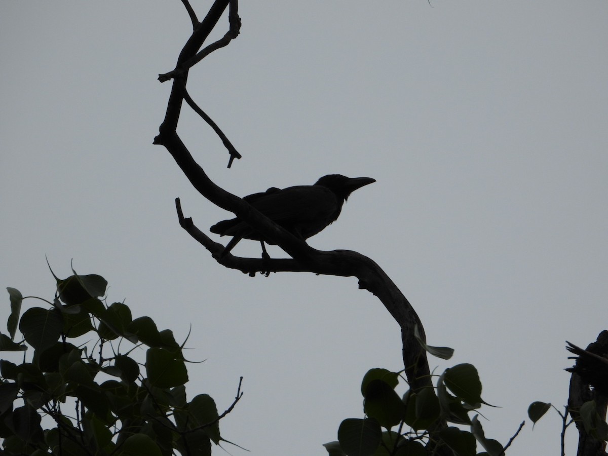 Large-billed Crow - ML621088378