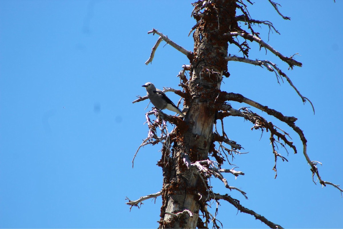 Clark's Nutcracker - ML621088386