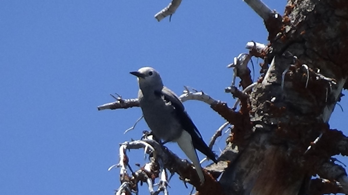 Clark's Nutcracker - ML621088389