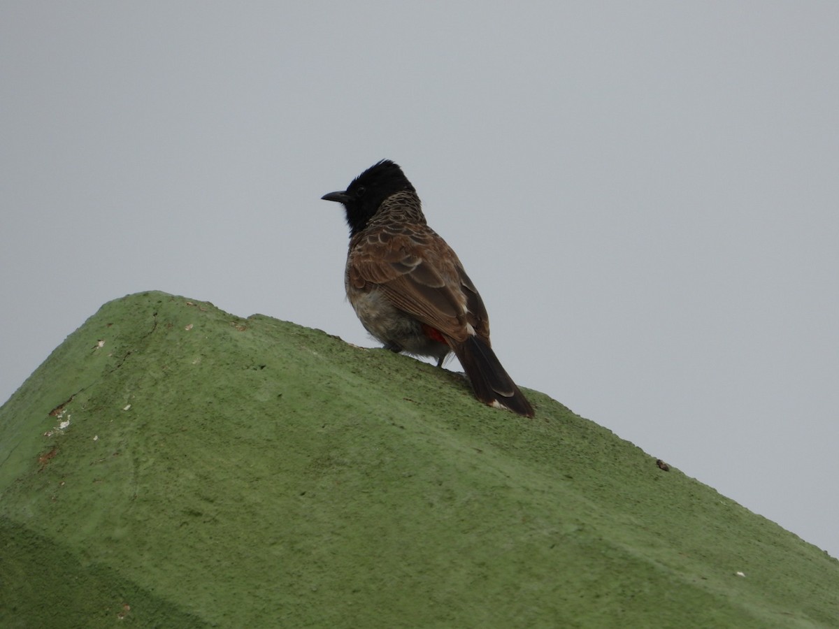 Red-vented Bulbul - ML621088396